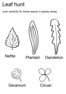 Leaf hunt sheet with line drawing of nettle, plantain, dandelion, geranium, and clover.