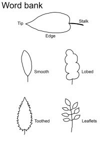 Word bank with simple descriptive words for leaves