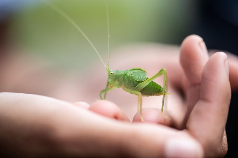 Featured image of post Invertebrates from home