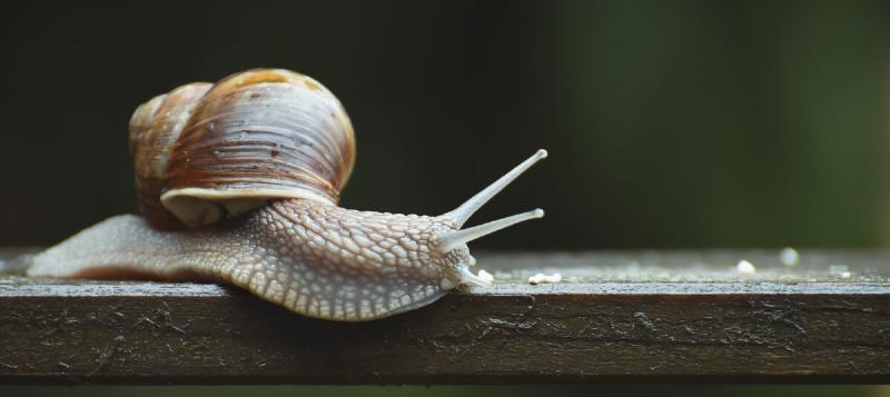 Featured image of post Invertebrates in our homes