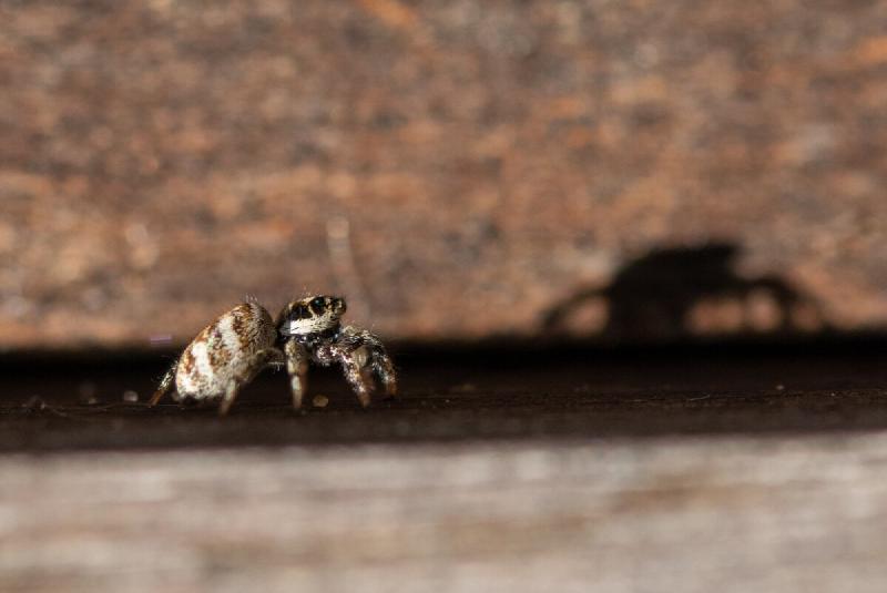 Cellar spider  The Wildlife Trusts