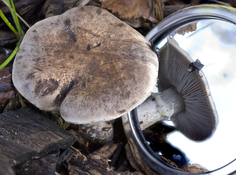 Mushroom cap and gills