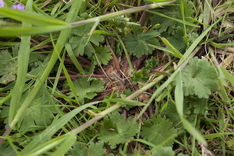 Doves-foot cranesbill rosette