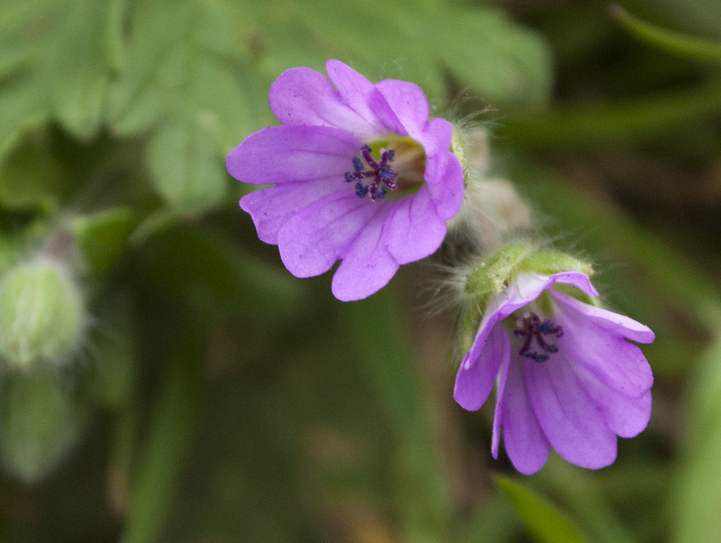 Doves-foot cranesbill flower - top-down