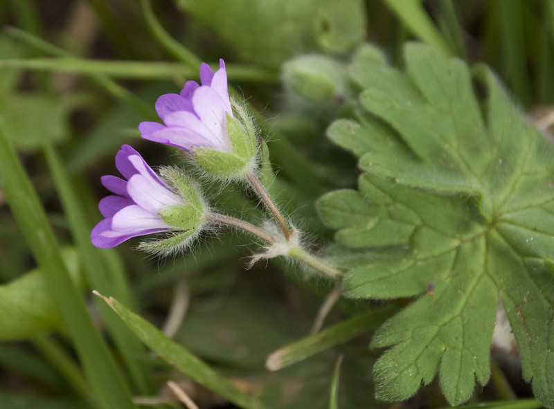 Doves-foot cranesbill - side view