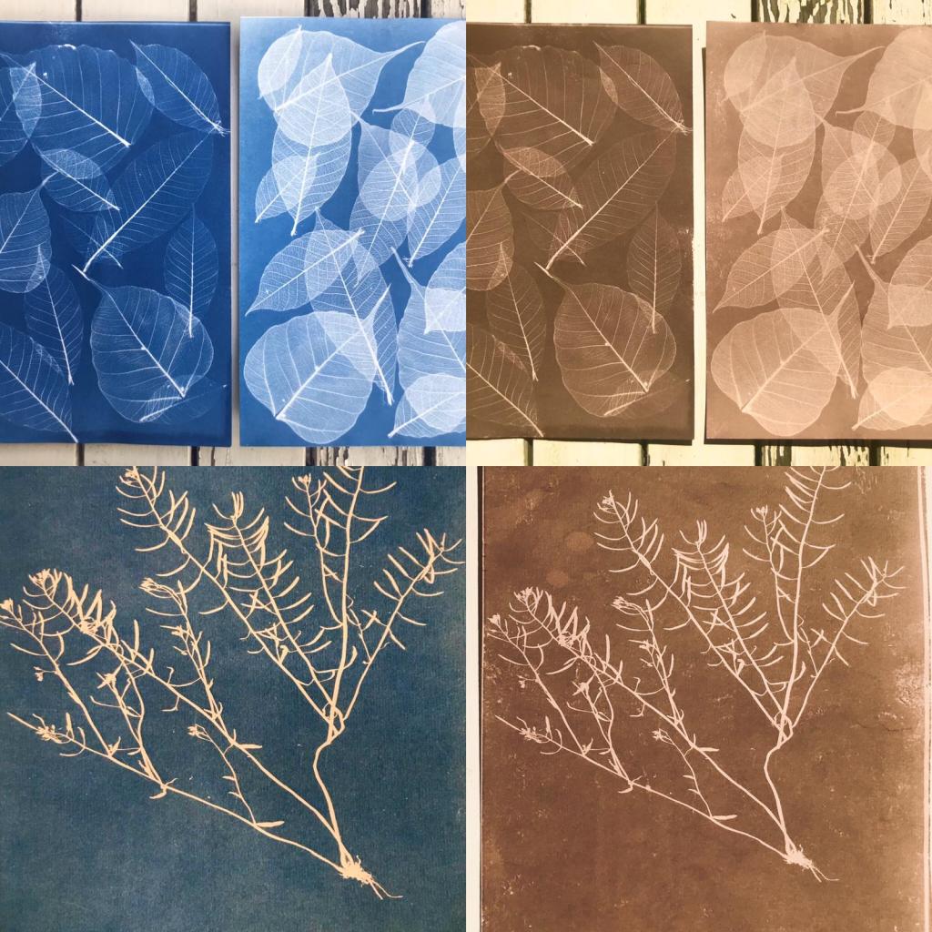 Sepia tone cyanotype