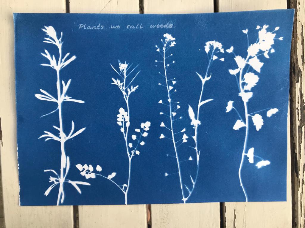 Finished cyanotype