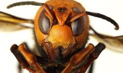 Featured image of post "Murder hornets" and science news literacy