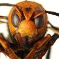 "Murder hornets" and science news literacy