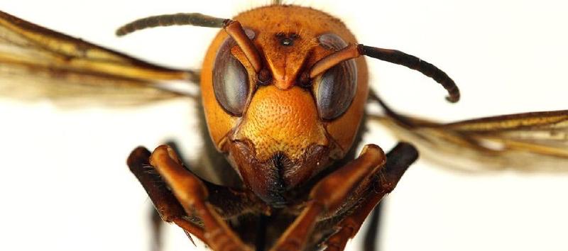 Featured image of post "Murder hornets" and science news literacy