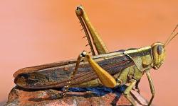 Featured image of post Locust pheromones and science as a process