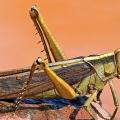 Locust pheromones and science as a process
