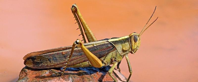 Featured image of post Locust pheromones and science as a process