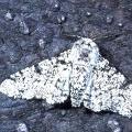 Peppered moths: Example of evolution and science at work