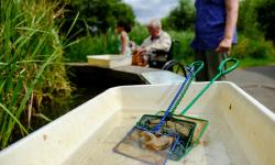 Featured image of post Pond dipping and night-time nature at London Wetland Centre