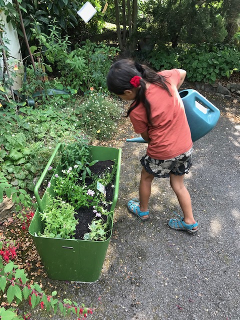 Caring for herbs