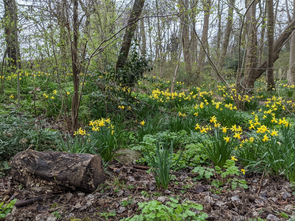 Community groups have contributed to spring bulb planting across the site.