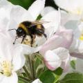 Bumblebees and citizen science