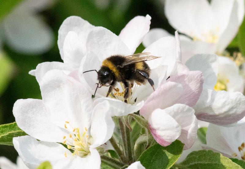 Featured image of post Bumblebees and citizen science