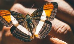 Featured image of post Butterfly conservation and livelihoods in Kenya