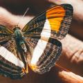 Butterfly conservation and livelihoods in Kenya