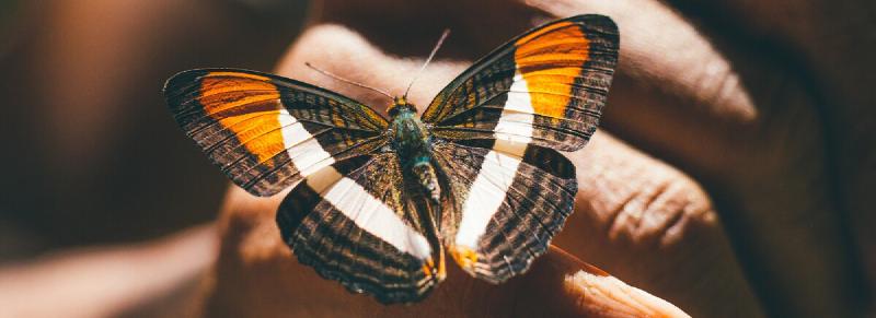 Featured image of post Butterfly conservation and livelihoods in Kenya