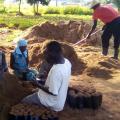 Saving the Shea Tree with Agroforestry in Uganda