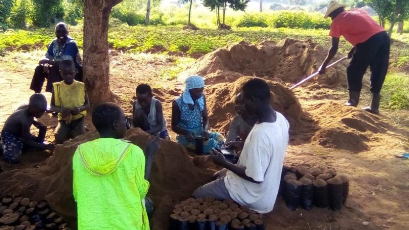 Featured image of post Saving the Shea Tree with Agroforestry in Uganda