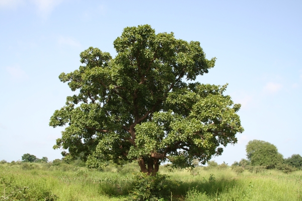 Shea tree. Photo by Marco Schmidt.