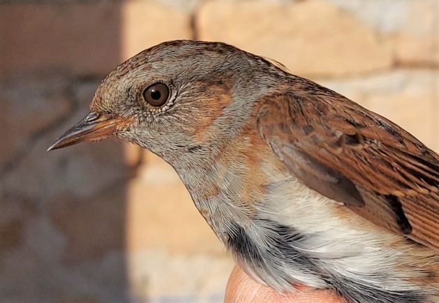 The age of a young dunnock can be estimated by looking at the colour of its iris.