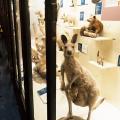 Mammal gallery tour, Part 2