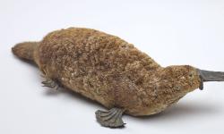 Featured image of post Platypus matters