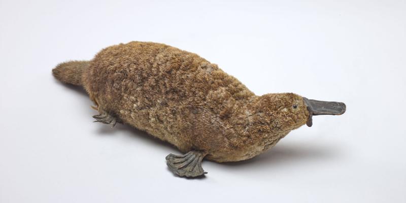 Featured image of post Platypus matters
